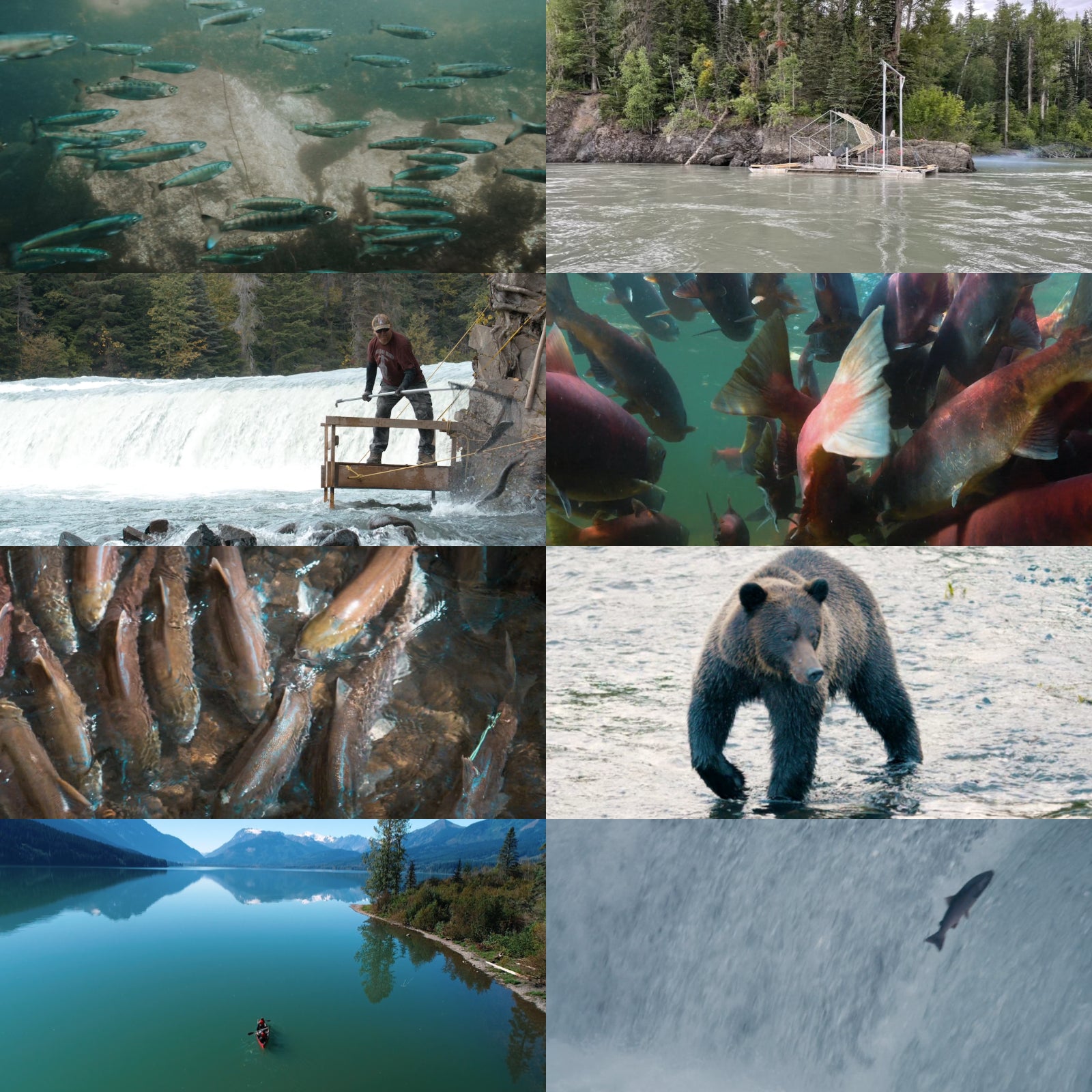 Wild-Caught Sugar-Free Cold-Smoked Sockeye Salmon Lox from Canada (113g) - Horizon Farms