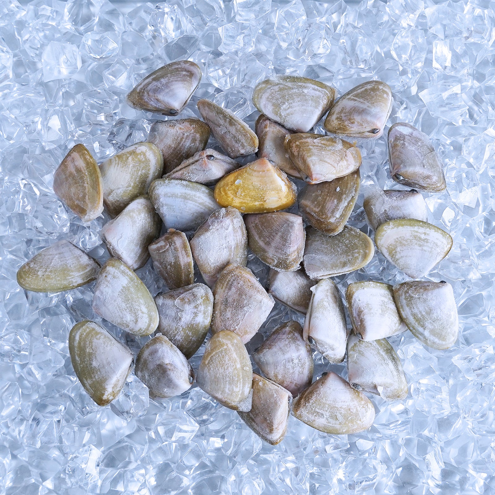 MSC Certified Wild-Caught Shell-On De-Sanded Pipi Clams from Australia (400g) - Horizon Farms