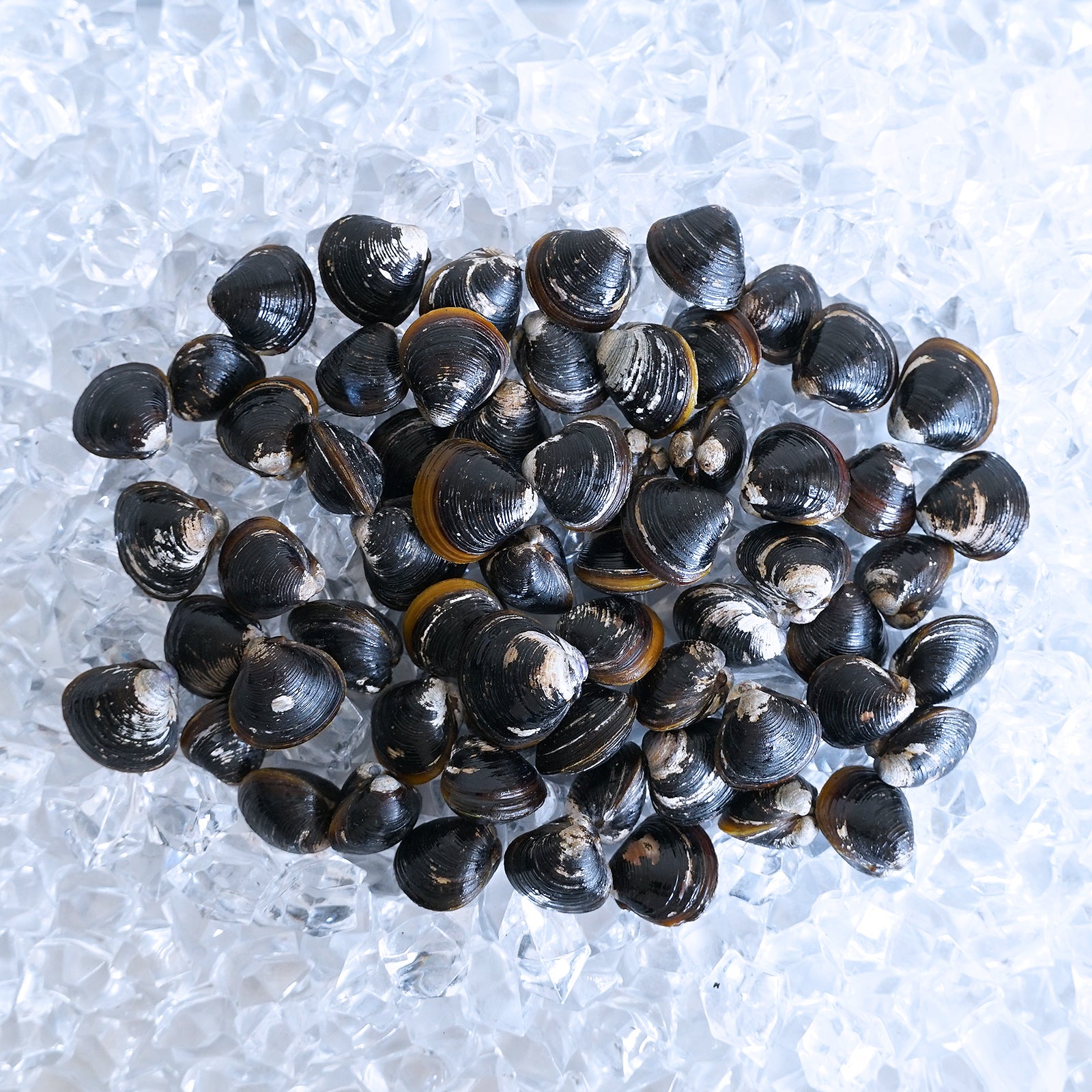 All-Natural Frozen De-Sanded Shijimi Clams from Japan (500g) - Horizon Farms