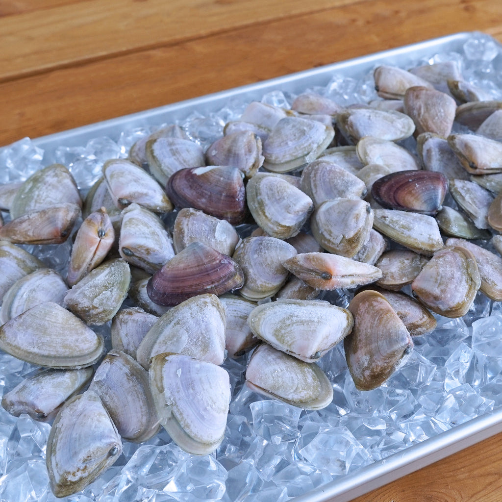 MSC Certified Wild Caught Shell On De Sanded Pipi Clams From Australia msc-certified-wild-caught-shell-on-de-sanded-pipi-clams-from-australia