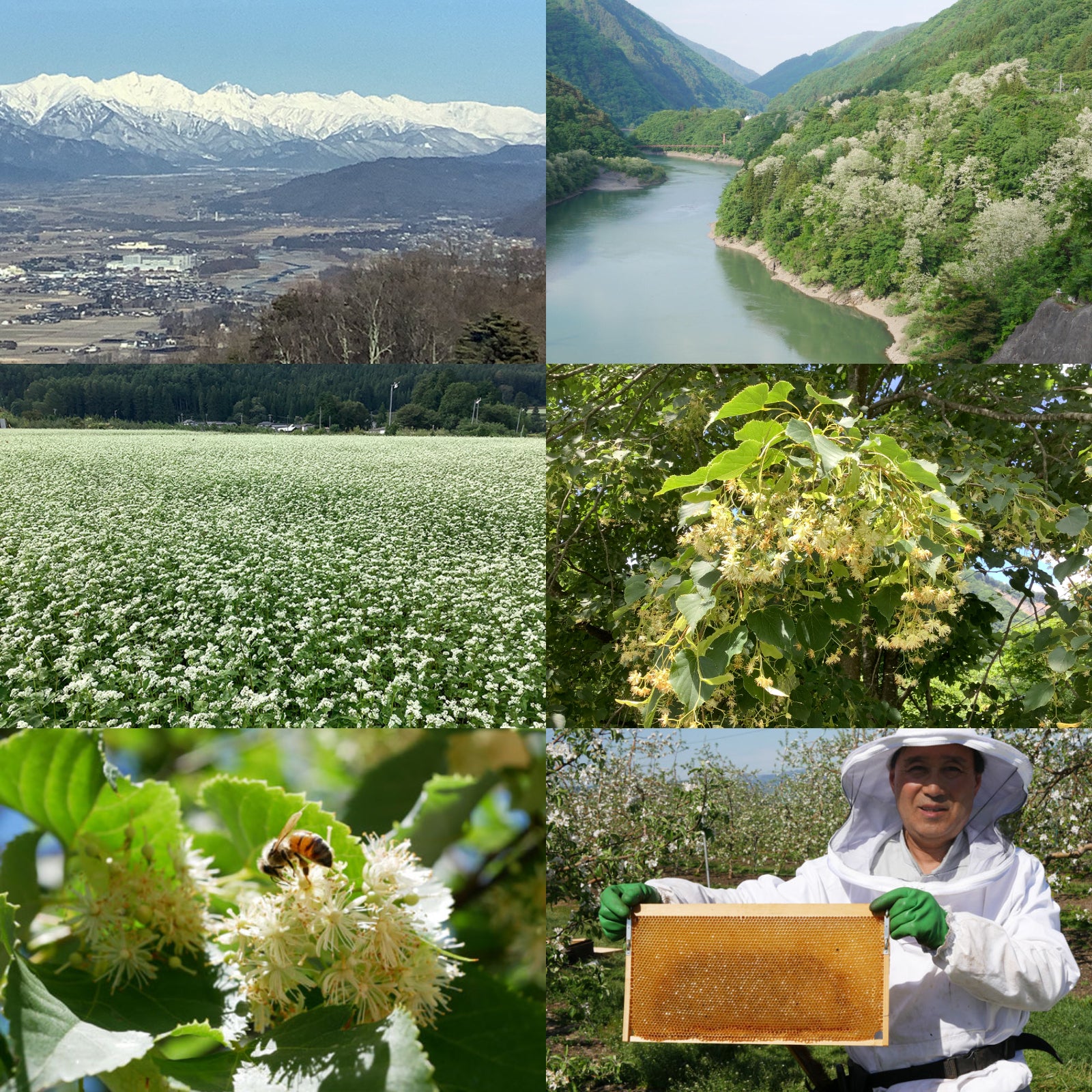 Raw Natural Linden Honey from Japan (170g) - Horizon Farms