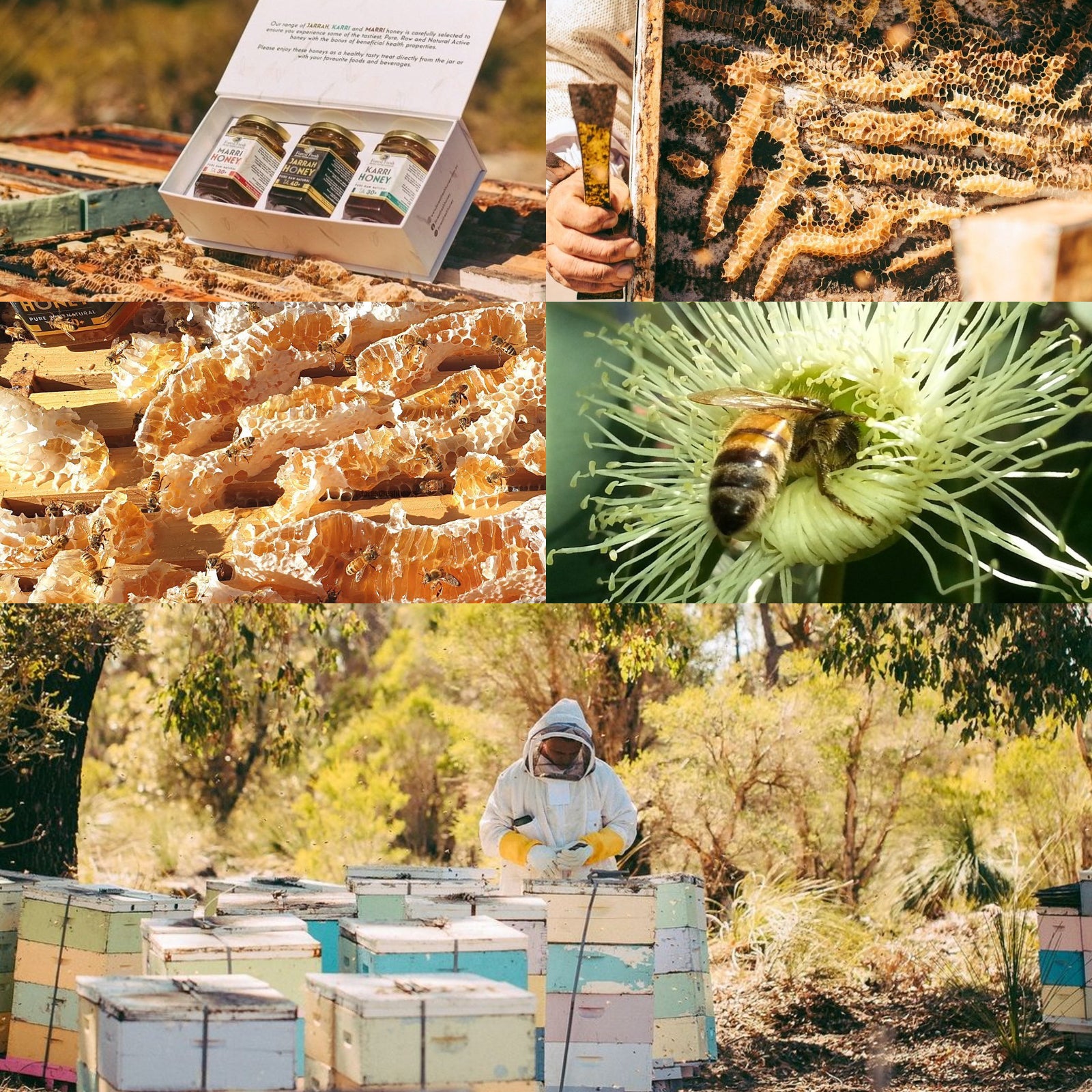 Premium Organic Jarrah Honey TA35+ from Australia (250g) - Horizon Farms