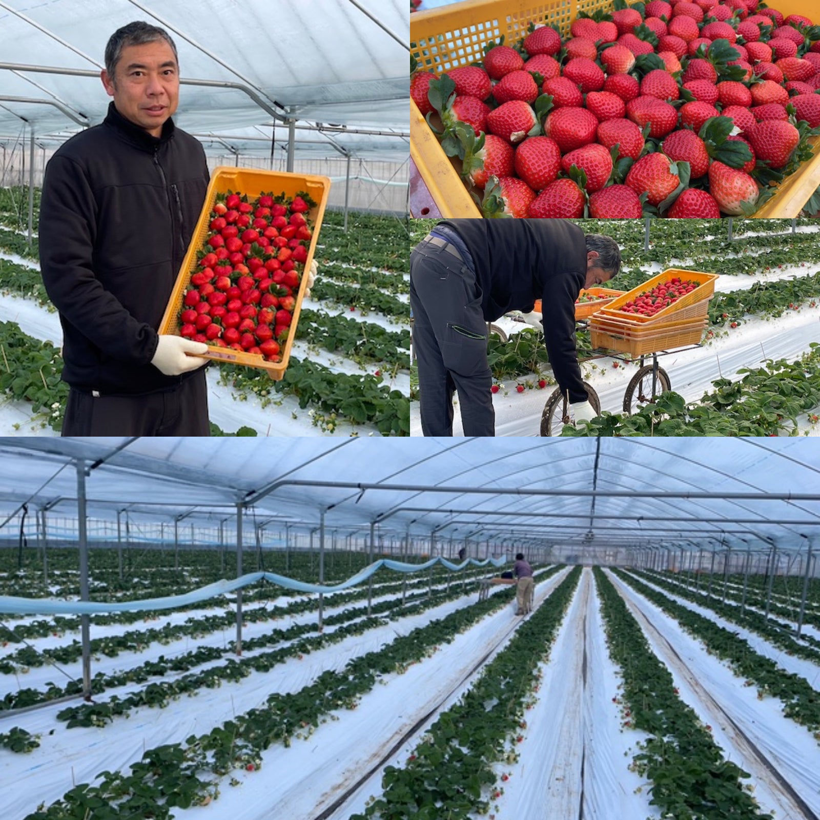 Certified Organic Frozen Strawberries from Kumamoto (500g) - Horizon Farms