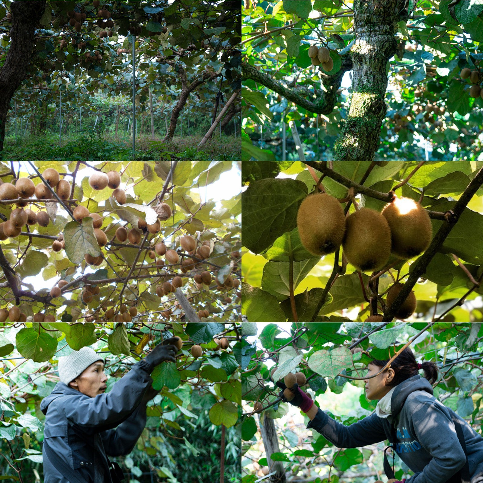 (Limited) All-Natural Frozen Grapes from Japan (200g) - Horizon Farms