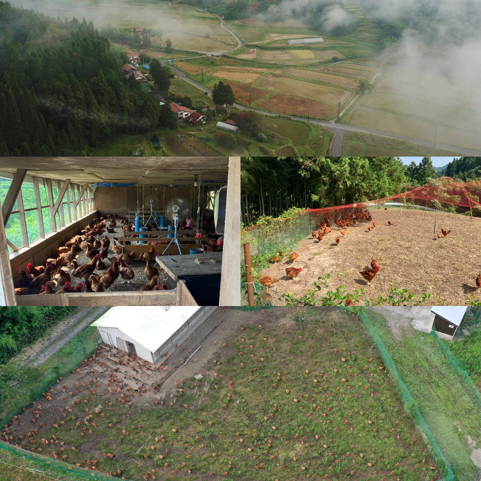 Range-Free Jidori Chicken Mince from Japan (100g) - Horizon Farms