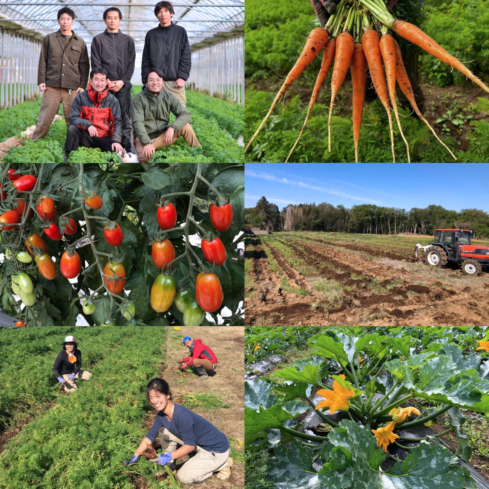 (Limited) Certified Organic Frozen Mixed Cherry Tomatoes from Japan (1kg) - Horizon Farms