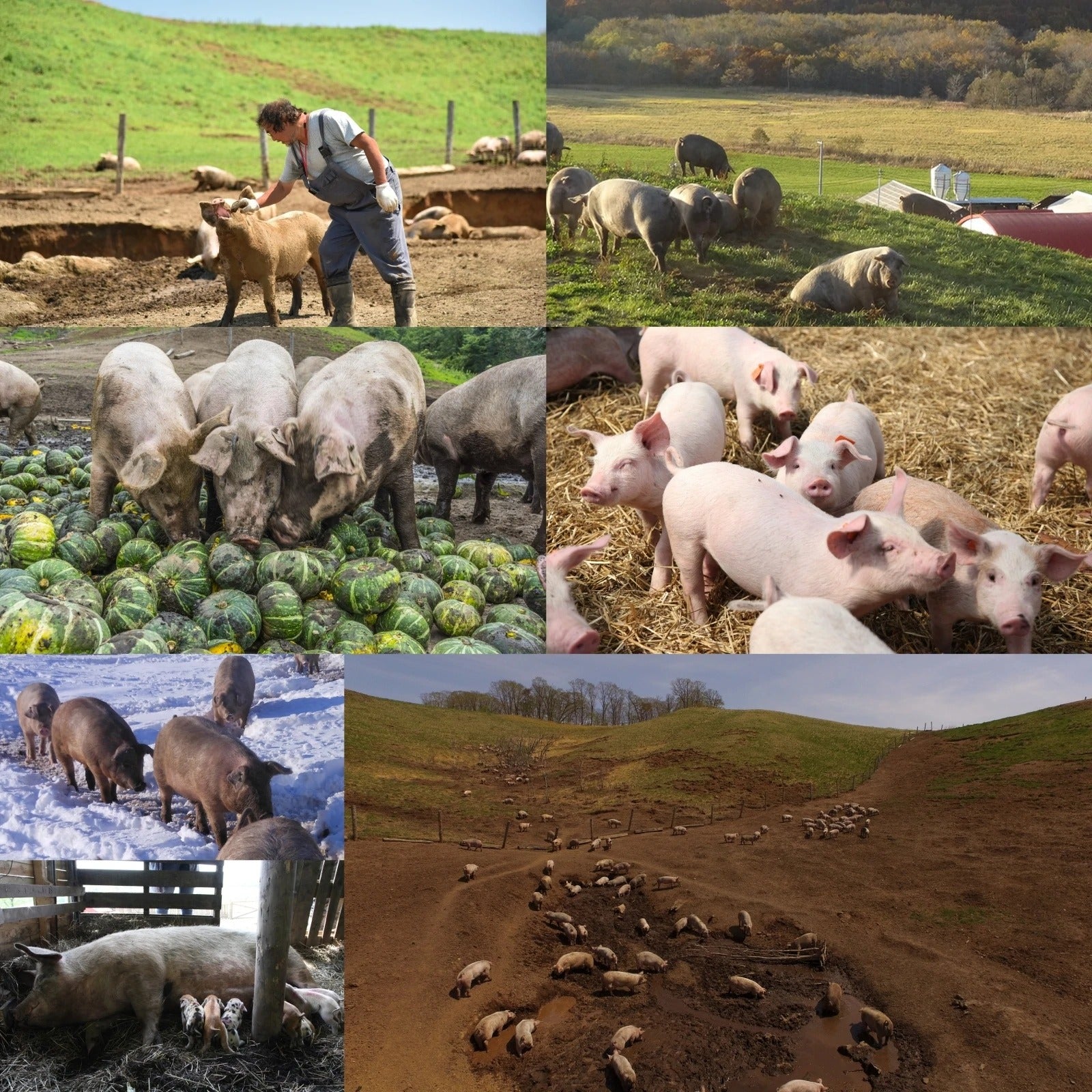 All-Natural Sugar-Free Free-Range Braised Pork from Hokkaido (150g) - Horizon Farms