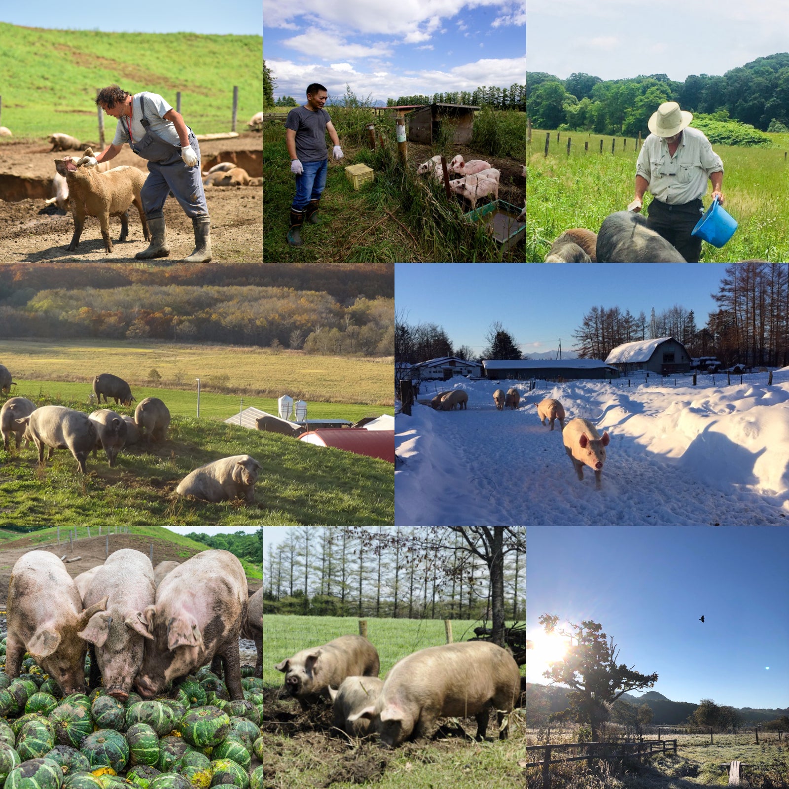 Free-Range Pork Picnic Shoulder Slices from Hokkaido (200g) - Horizon Farms