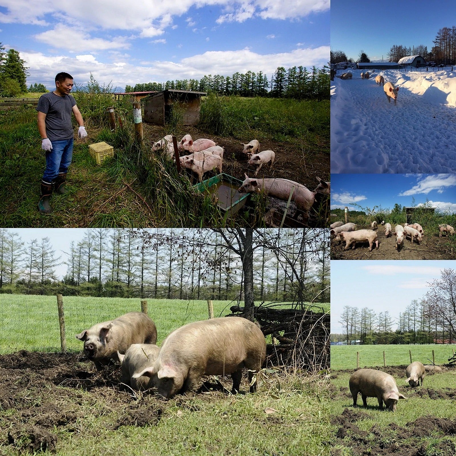 All-Natural Free-Range Sugar-Free Pork Sausage with Mushroom From Hokkaido (5pc) Best By: May 18th, 2026 - Horizon Farms