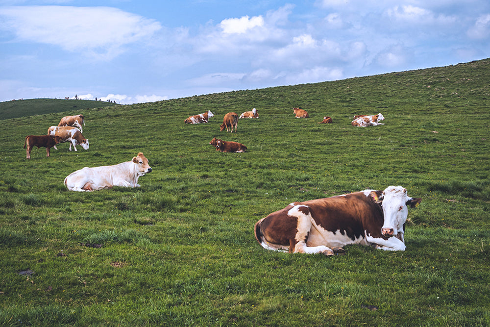 6 Reasons Why Free-Range Meat Is the Better Choice (3 Min. Read)