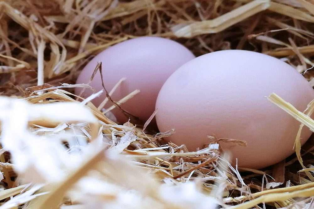 Free-Range vs Cage-Rearing: A Deep Dive into Egg Production Methods (5 Min. Read)