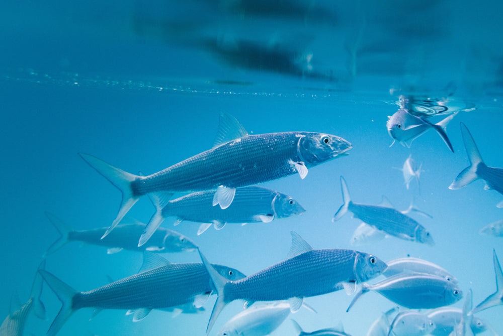 Sustainable Seafood Explained (4 Min. Read)