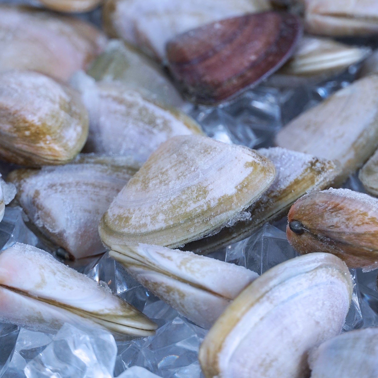 MSC Certified Wild-Caught Shell-On De-Sanded Pipi Clams from Australia (1kg) - Horizon Farms