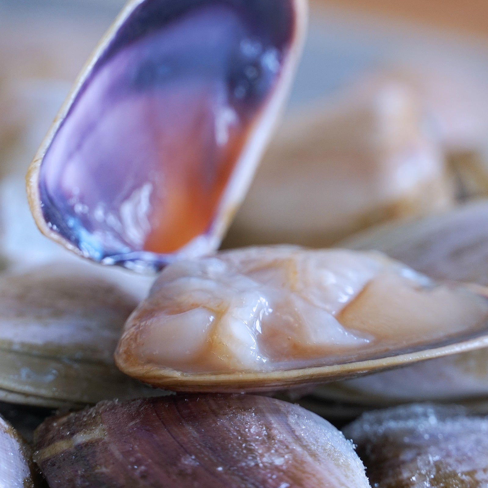 MSC Certified Wild-Caught Shell-On De-Sanded Pipi Clams from Australia (1kg) - Horizon Farms