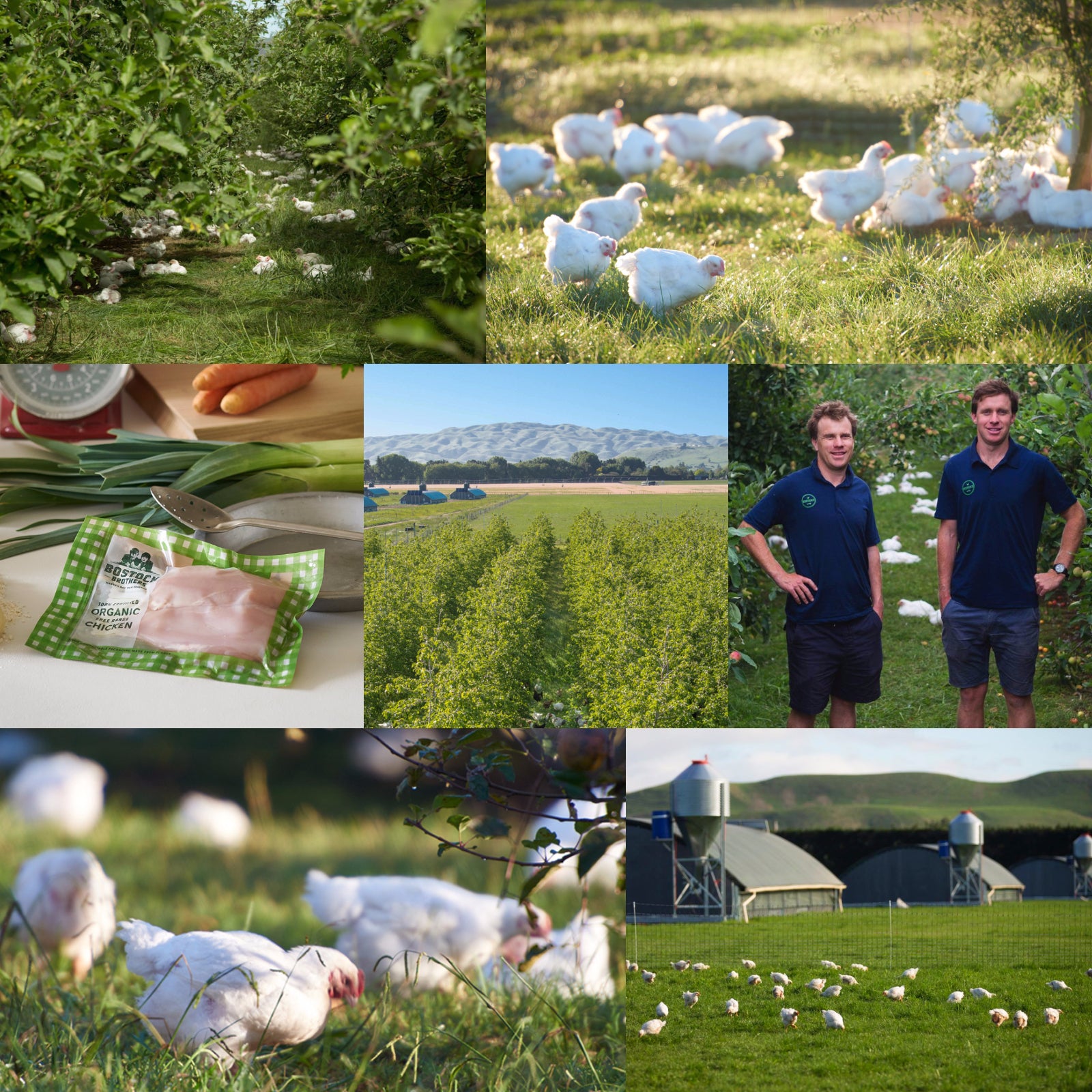 New Zealand Certified Organic Free-Range Chicken Breast Cubes (500g) - Horizon Farms