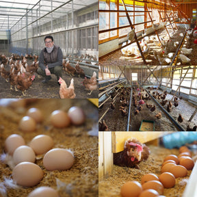Real Range-Free Eggs from Japan (20 Eggs) (¥1,150 Shipping) - Horizon Farms