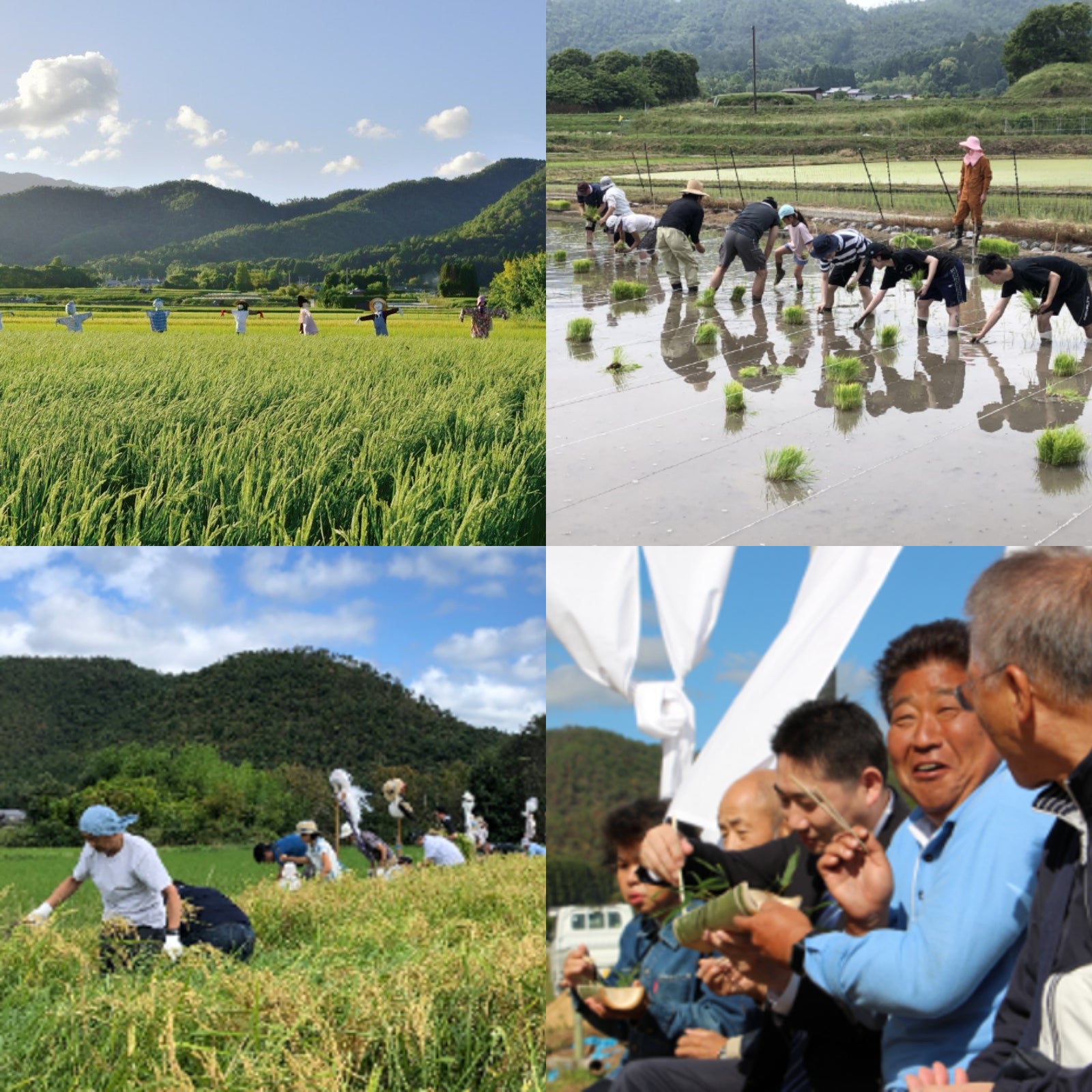 Organic Rice from Japan (1kg) (¥920 Shipping) - Horizon Farms