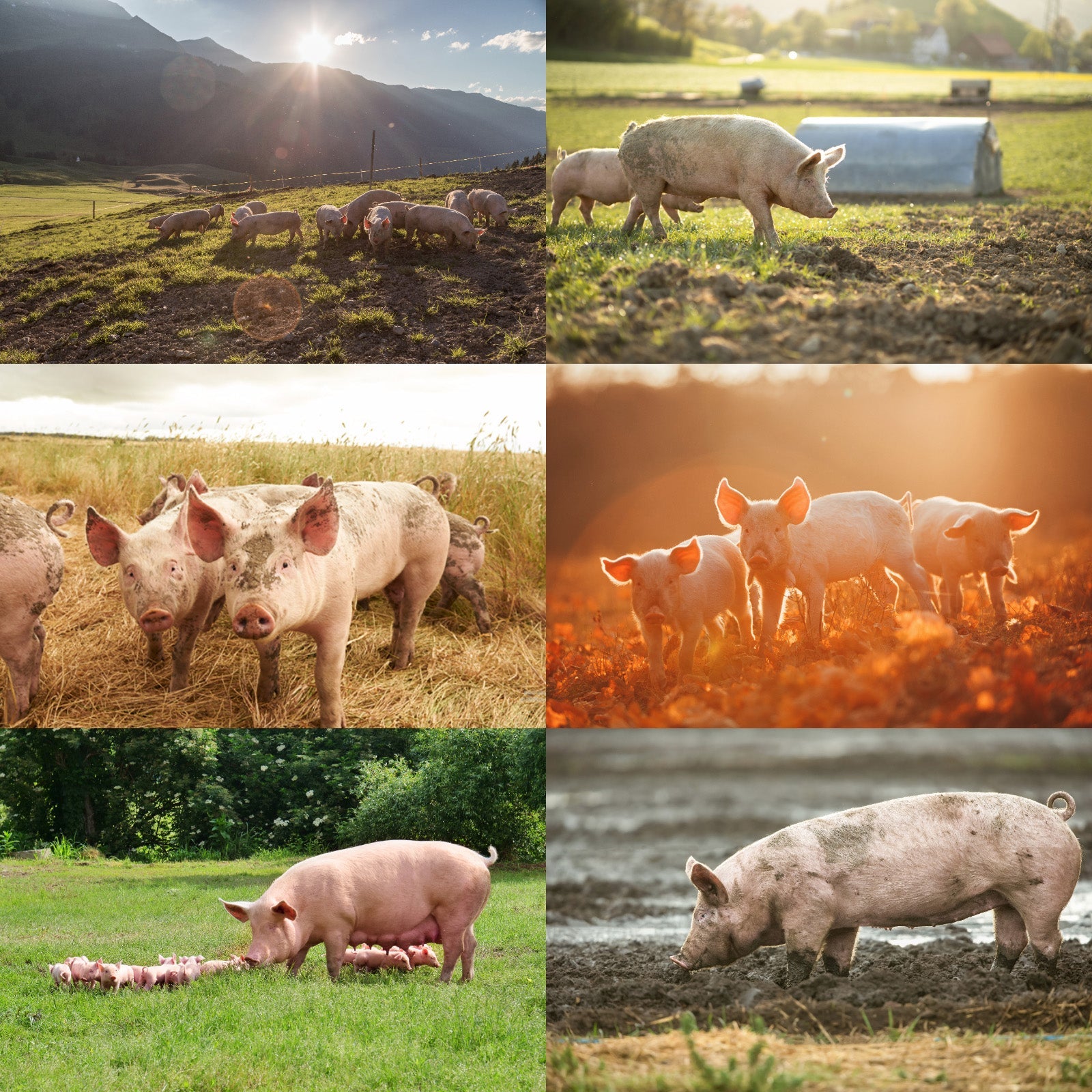 Free-Range Pork Shoulder Slices from Australia (300g) - Horizon Farms