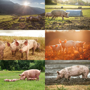 Free-Range Pork Back Ribs from Australia (500-800g) - Horizon Farms