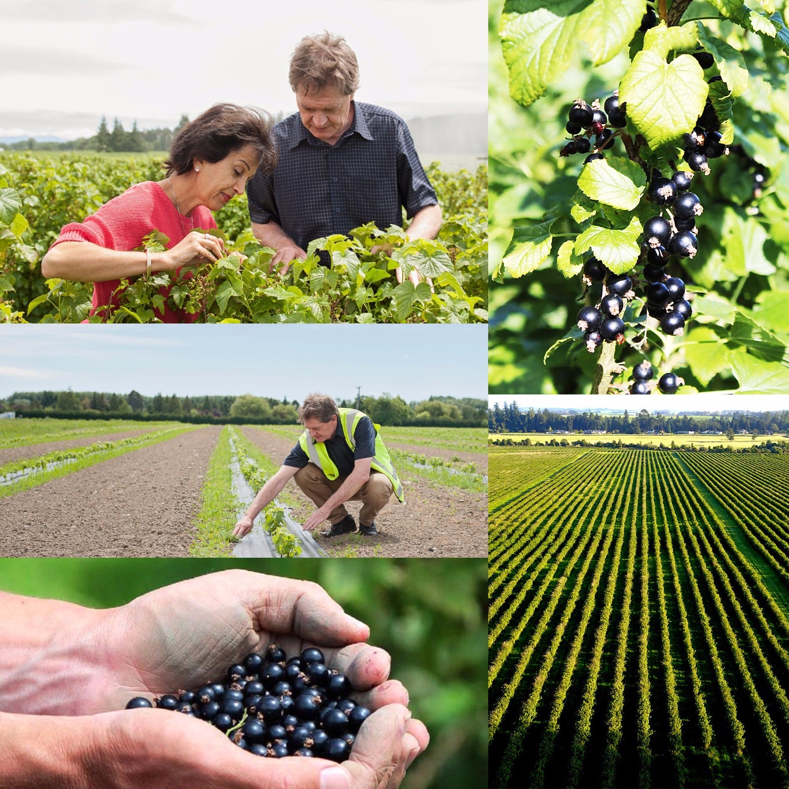 Certified Organic Frozen Blackcurrants from New Zealand (350g-3.15kg) - Horizon Farms