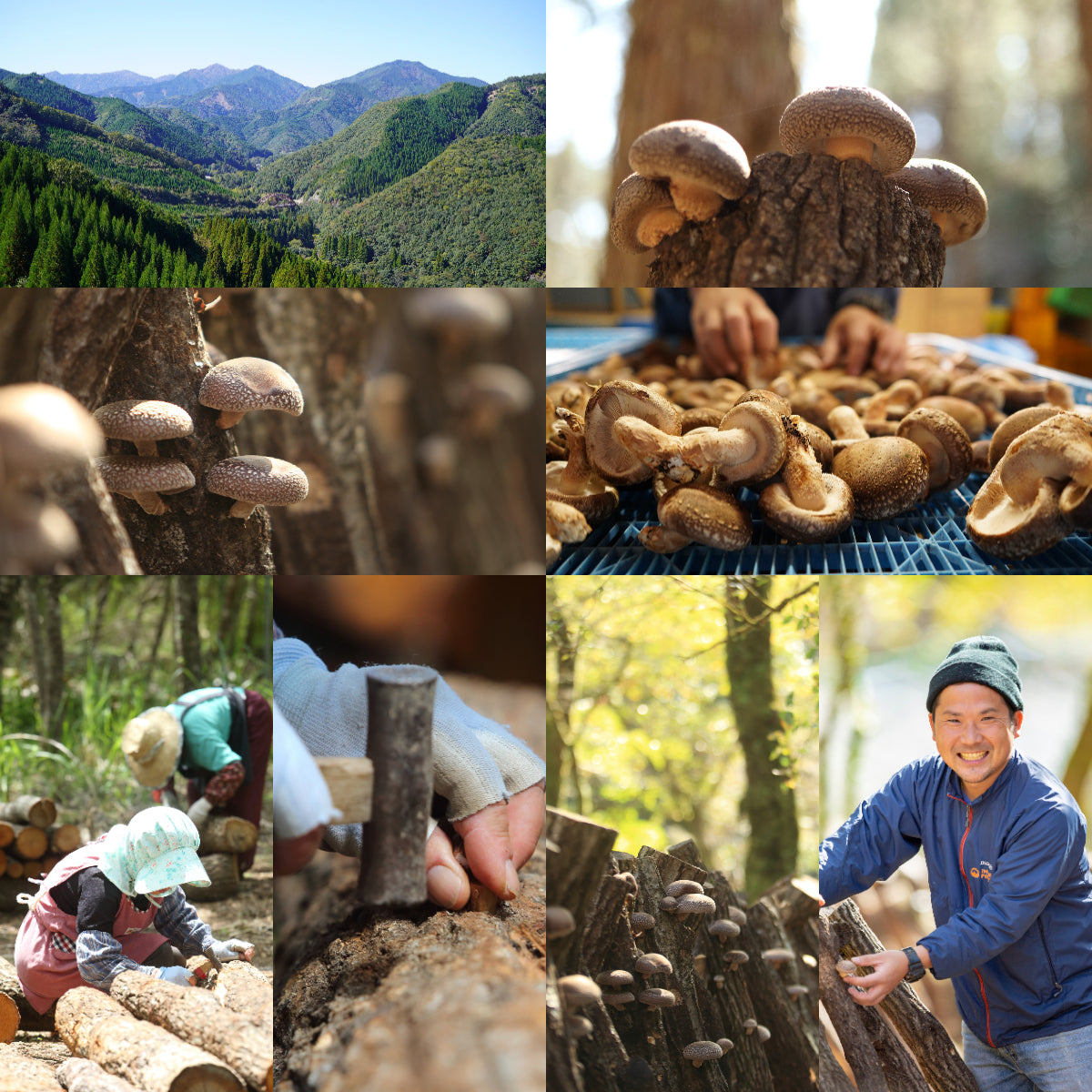 Certified Organic Sliced Raw Dried Shiitake Mushrooms from Japan (20g-60g) - Horizon Farms